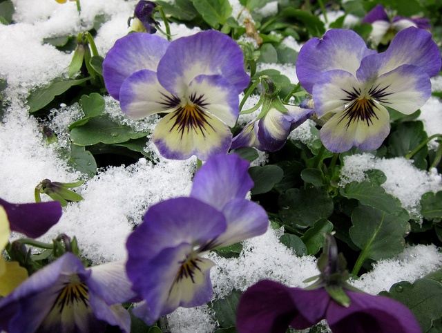 flowers in the snow
